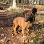 Hannoveransk Viltsporhund