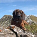 Hannoveransk Viltsporhund