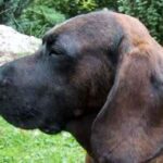 Hannoveransk Viltsporhund