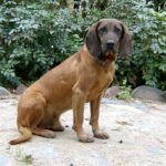 Hannoveransk Viltsporhund