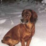 Hannoveransk Viltsporhund