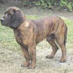 Hannoveransk Viltsporhund