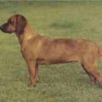 Hannoveransk Viltsporhund