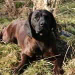Hannoveransk Viltsporhund
