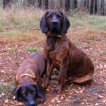 Hannoveransk Viltsporhund