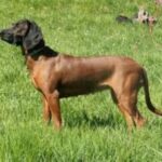 Hannoveransk Viltsporhund
