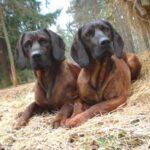 Hannoveransk Viltsporhund