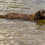 Hannoveransk Viltsporhund