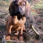 Hannoveransk Viltsporhund