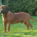 Hannoveransk Viltsporhund