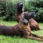Hannoveransk Viltsporhund