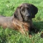 Hannoveransk Viltsporhund