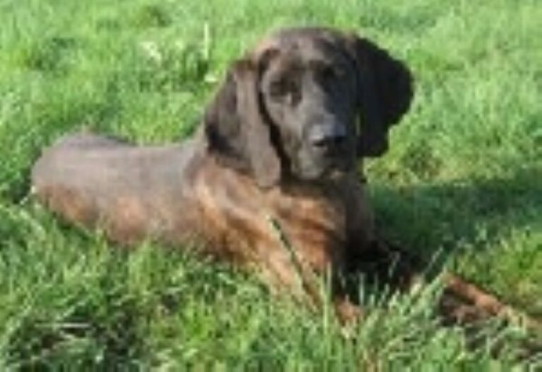 Hannoveransk Viltsporhund