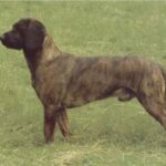 Hannoveransk Viltsporhund