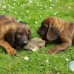 Hannoveransk Viltsporhund