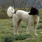 Hellenikos Poimenikos