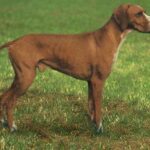 Hertha Pointer