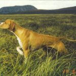 Hertha Pointer
