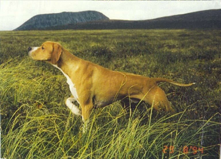 Hertha Pointer