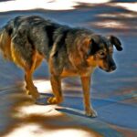 Himalayisk gjeterhund