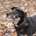 Himalayisk gjeterhund