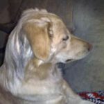 Himalayisk gjeterhund