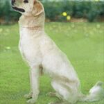 Himalayisk gjeterhund