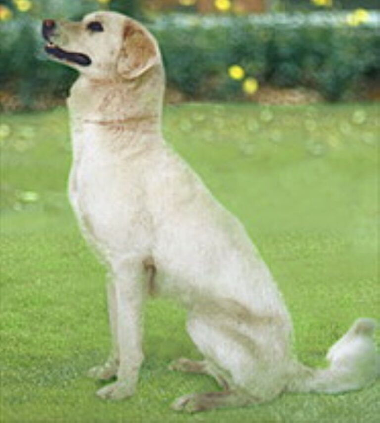 Himalayisk gjeterhund