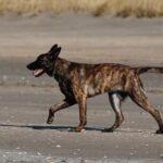 Hollandsk Gjeterhund