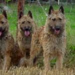Hollandsk Gjeterhund