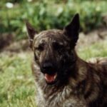 Hollandsk Gjeterhund