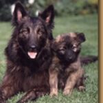 Hollandsk Gjeterhund