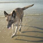 Hollandsk Gjeterhund