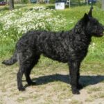 Hollandsk Gjeterhund