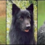 Hollandsk Gjeterhund