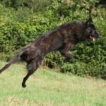 Hollandsk Gjeterhund