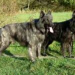 Hollandsk Gjeterhund