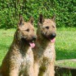 Hollandsk Gjeterhund