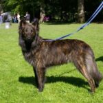 Hollandsk Gjeterhund