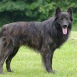 Hollandsk Gjeterhund