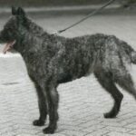 Hollandsk Gjeterhund