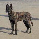 Hollandsk Gjeterhund