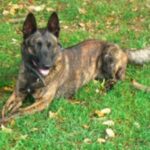 Hollandsk Gjeterhund