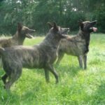 Hollandsk Gjeterhund