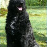 Hollandsk Gjeterhund