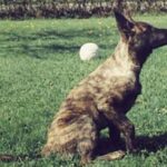 Hollandsk Gjeterhund