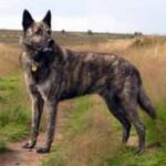 Hollandsk Gjeterhund
