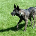 Hollandsk Gjeterhund