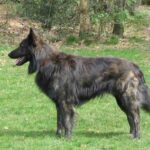 Hollandsk Gjeterhund