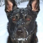 Hollandsk Gjeterhund